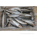 Mackerel de caballos redondos congelados 16-20 cm para la exportación